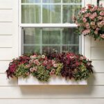 احصل على لمسة خضراء مع الأحواض المغلقة تحت النوافذ – خيارات مميزة من أمازون السعودية